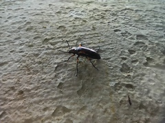 Strongylium flavicrus