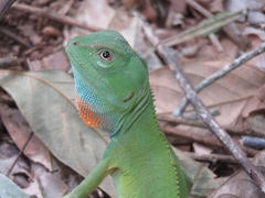 Enyalius catenatus