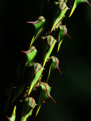 Umbonia ataliba