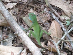 Enyalius catenatus