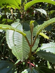 Axinaea macrophylla
