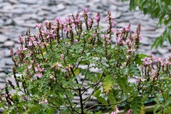 Acanthus polystachyus