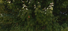 Acer skutchii
