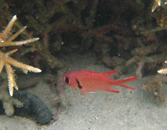 Myripristis