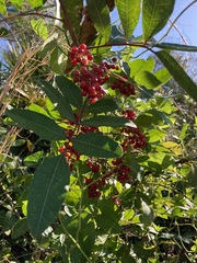 Schinus terebinthifolia