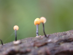 Stilbocrea gracilipes