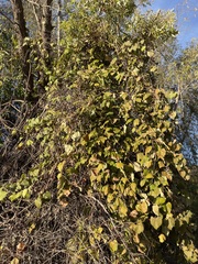 Vitis peninsularis