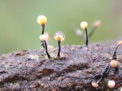 Stilbocrea gracilipes