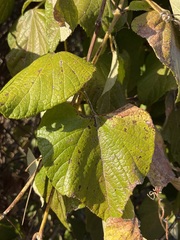 Vitis peninsularis