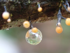 Stilbocrea gracilipes