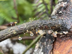 Stilbocrea gracilipes