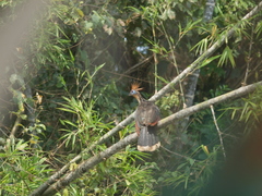 Opisthocomus hoazin