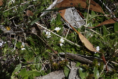 Scaevola hookeri