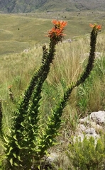 Siphocampylus foliosus