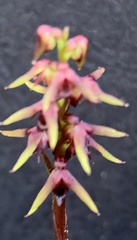 Genoplesium filiforme