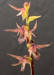 Genoplesium filiforme