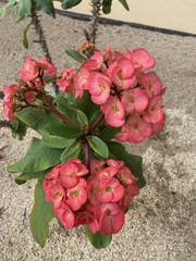 Euphorbia milii