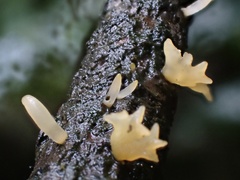 Calocera furcata