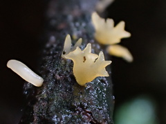 Calocera furcata