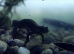 Triturus carnifex