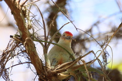 Melanerpes carolinus image