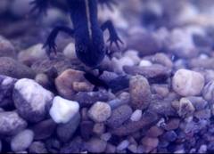Triturus carnifex