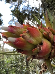 Tillandsia turneri