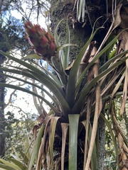 Tillandsia turneri