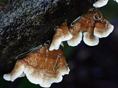 Xylobolus spectabilis