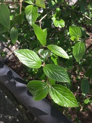 Viburnum rafinesqueanum
