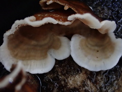 Xylobolus spectabilis