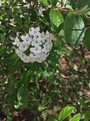 Viburnum rafinesqueanum
