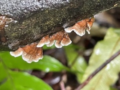 Xylobolus spectabilis