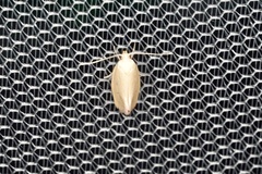 Acanthodela protophaes