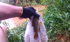 Pimelodus maculatus