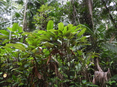 Ischnosiphon obliquus