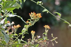 Pseudogynoxys chenopodioides