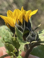 Helianthus annuus