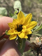 Helianthus annuus