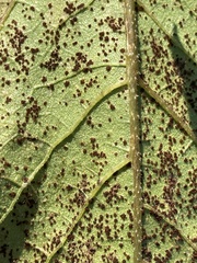 Puccinia helianthi
