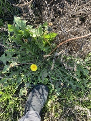 Taraxacum officinale