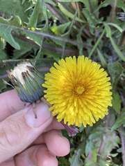 Taraxacum officinale