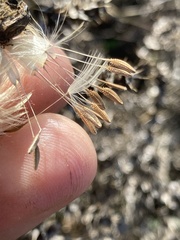Taraxacum officinale