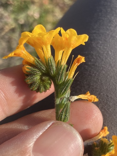 Eastwood's fiddleneck (Amsinckia eastwoodiae)