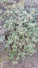 Frangula californica californica