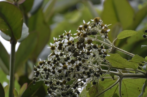 Montanoa quadrangularis, photograph 3