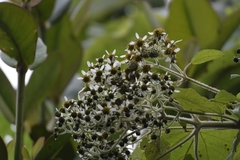 Montanoa quadrangularis, photograph (c) My-Lan Le, some rights reserved (CC BY)