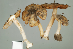 Inocybe fulvilubrica