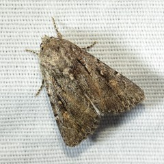 Pseudohadena vulnerea