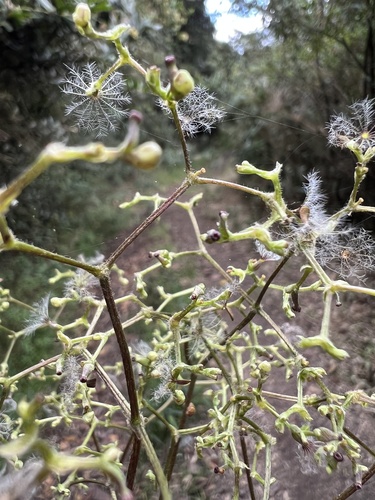 Valeriana clematitis (Valeriana clematitis)